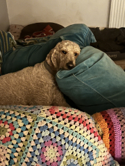 Talk to me about Poodles.....