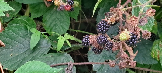 If you don't let your kid eat blackberries...