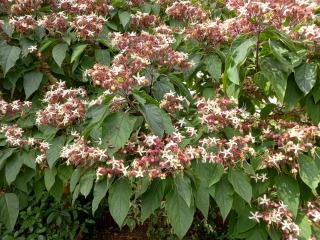 What is this tree called?