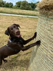 Puppy Survival Thread for New & Old Pups - Soon be Autumn 2024