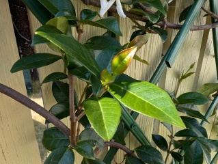 Help. Star jasmine baby leaves turning yellow..