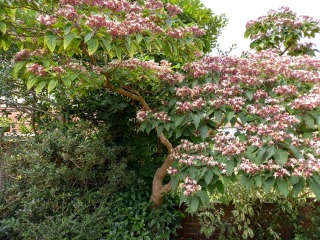 What is this tree called?