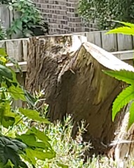 Large tree reduction / removal advice