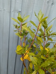 Help me to save this bayleaf tree