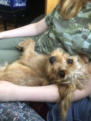 September’s Dog of the Month: Share Your Photos & Win £100! 🐾