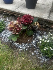 Hydrangea advice
