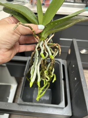 This orchid….