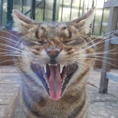 Neighbours Cat