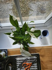 To think houseplants are a complete pain in the arse