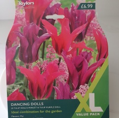 Ideas what flowers I can plant on either side please