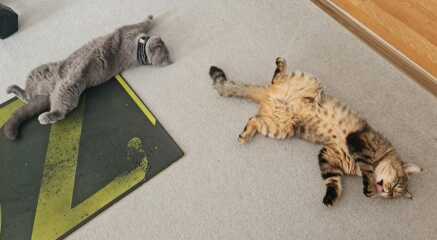 Passports, buckets and spades - the Excellent Cats go on their holidays