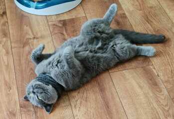 Happy International Cat Day