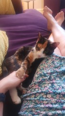 Bit of reassurance for my new rescue cat