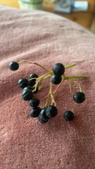 Are these elderberries?