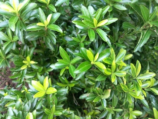 Is this an Euonymus?