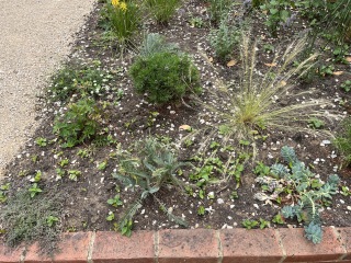 Which weeds do I have? How should I handle them?