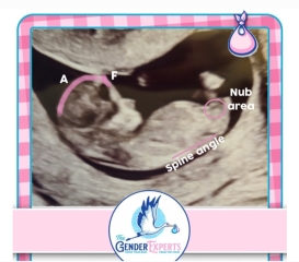 Nub Theory Guesses
