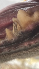 What's this? (Graphic image)