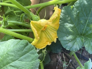 Monster in the greenhouse