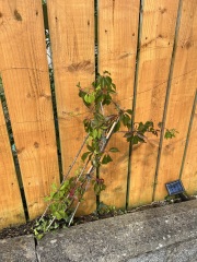 Boston Ivy