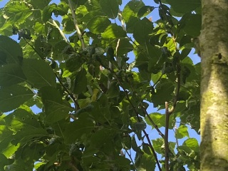 Damson trees struggling -advice please