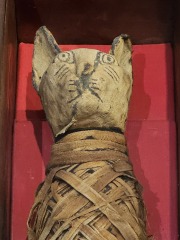 Passports, buckets and spades - the Excellent Cats go on their holidays