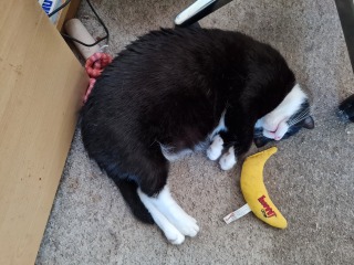 Passports, buckets and spades - the Excellent Cats go on their holidays