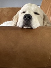 Share Your Dog Stories and Photos! 🐾 Chance to Win £100!