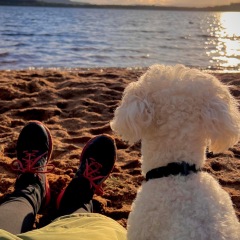 September’s Dog of the Month: Share Your Photos & Win £100! 🐾
