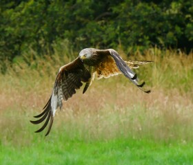 Thread 51 - Covid GCSE Cohort - Summer 24  - End of Uni Yr 2