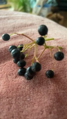 Are these elderberries?