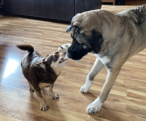 Turkish kangal
