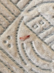 Thought it was a tick but ohhhh