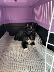 2 rescue fluffies coming to our house today