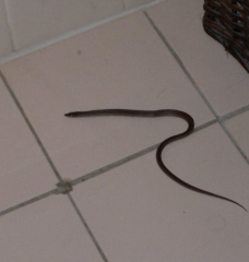 Neighbours freaking out about my under house python- Mr Hissy