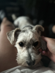 Which Hypoallergenic dog?