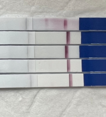 Faint test lines for a week