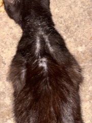How to help this stray?