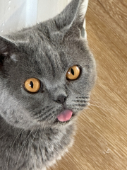 Rehoming and neutering