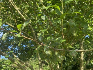 Damson trees struggling -advice please