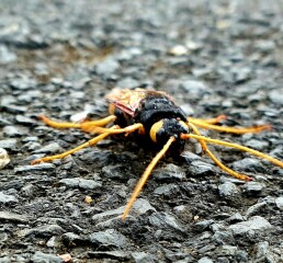 Can anyone identify this insect?