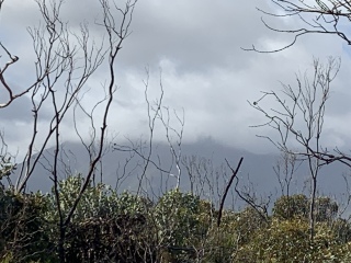 First signs of Australian spring