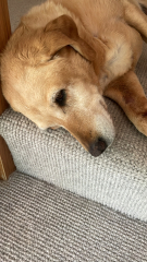 I'm at the vets. My dog is very ill. Help me get through this.