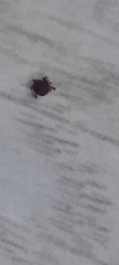 Tick bite, please calm me -photos.