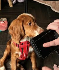 Puppy Survival Thread for New & Old Pups - Soon be Autumn 2024