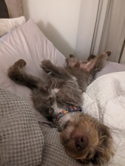 The Best Dog in the World