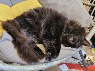 Passports, buckets and spades - the Excellent Cats go on their holidays