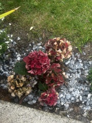 Hydrangea advice