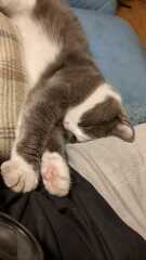 Thread 6 Starmer: We're going to need a bigger skip!