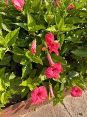Majorca flower/shrub identification please